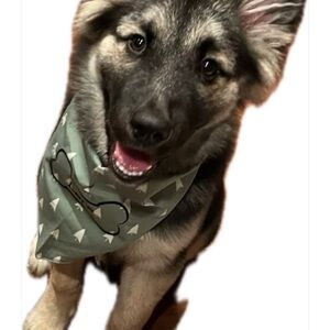 Thirty-One Green and White Festive Forest Tree Print Pet Bandana XS/S